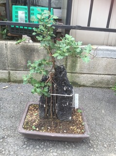 S__16416847.jpg